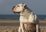 BOULEDOGUE AMERICAIN 227
